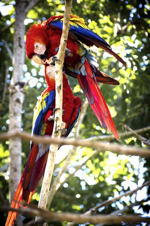 Manuel Antonio Hostel Resort Екстериор снимка
