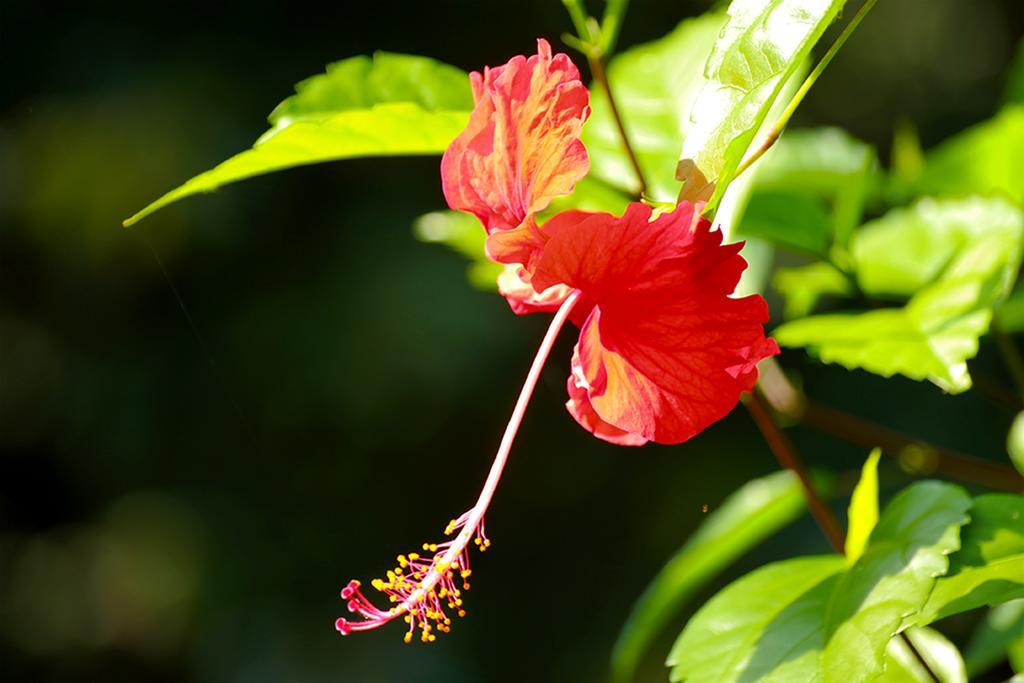 Manuel Antonio Hostel Resort Екстериор снимка