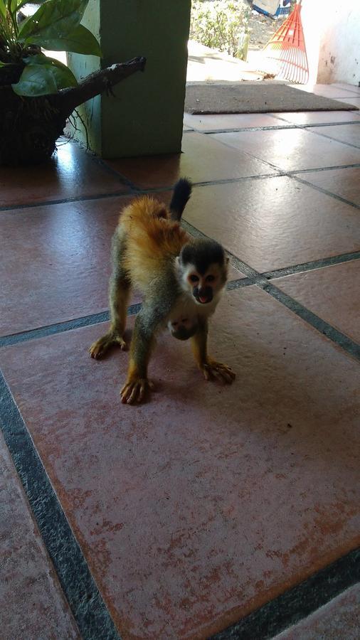 Manuel Antonio Hostel Resort Екстериор снимка